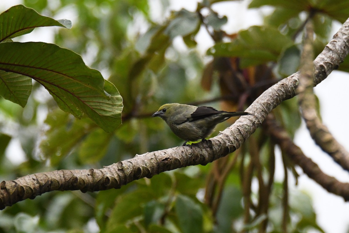 Tangara Palmera - ML645457162
