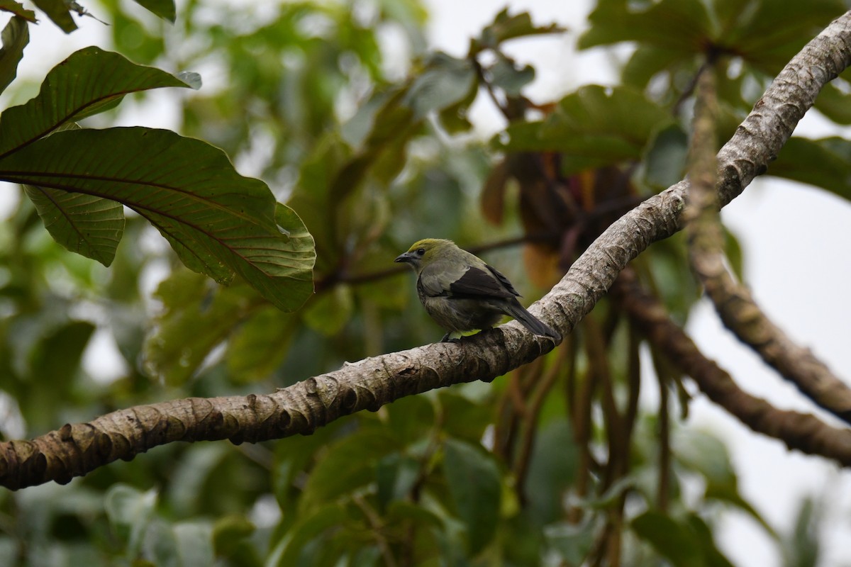 Tangara Palmera - ML645457163