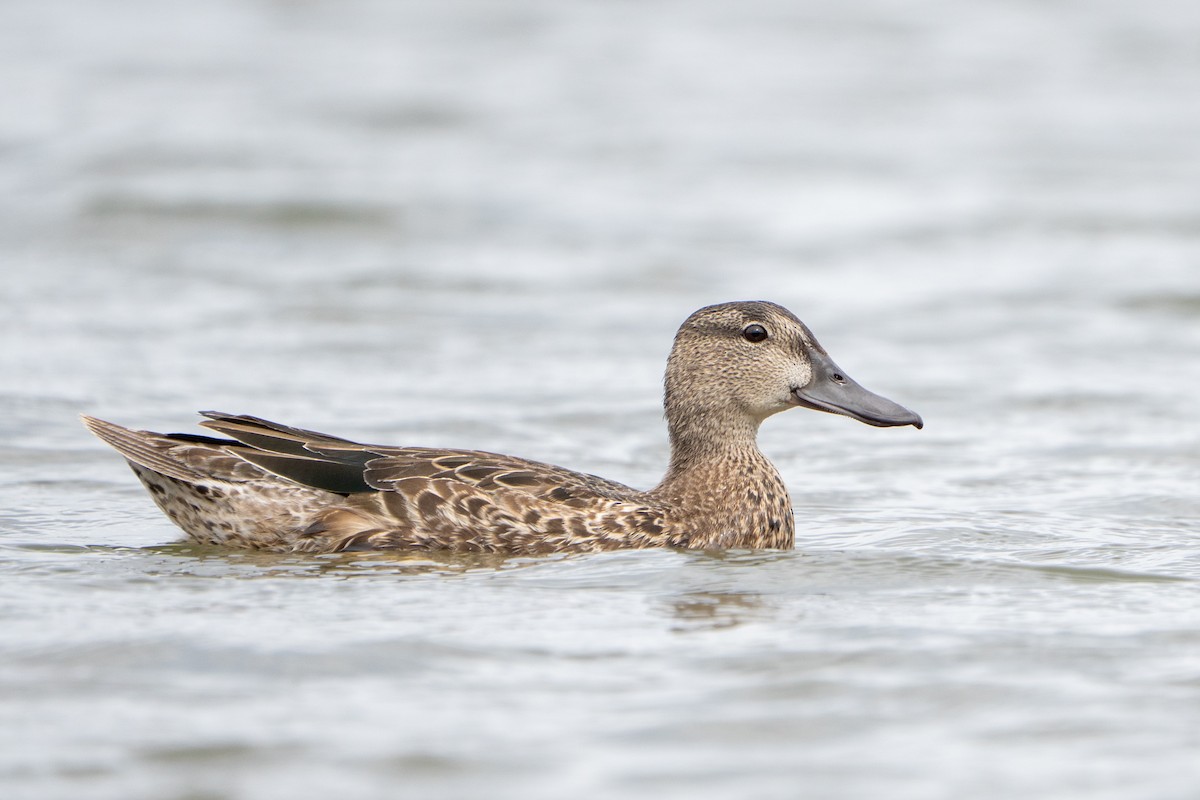 Blue-winged Teal - ML645457164
