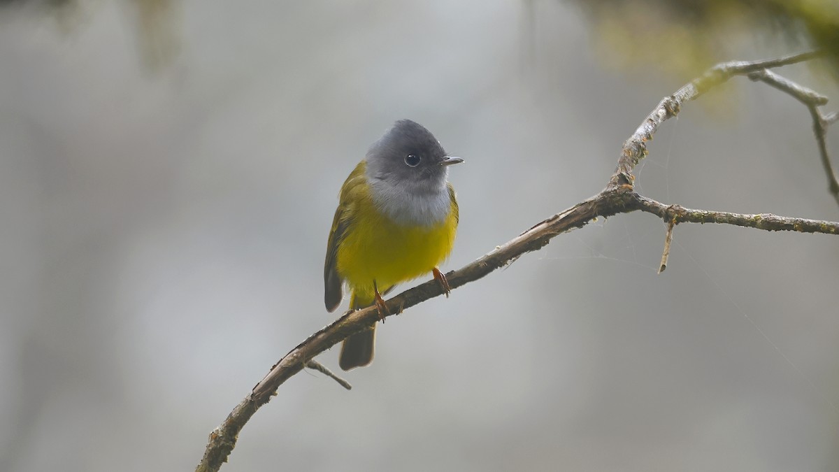 Gray-headed Canary-Flycatcher - ML645457165