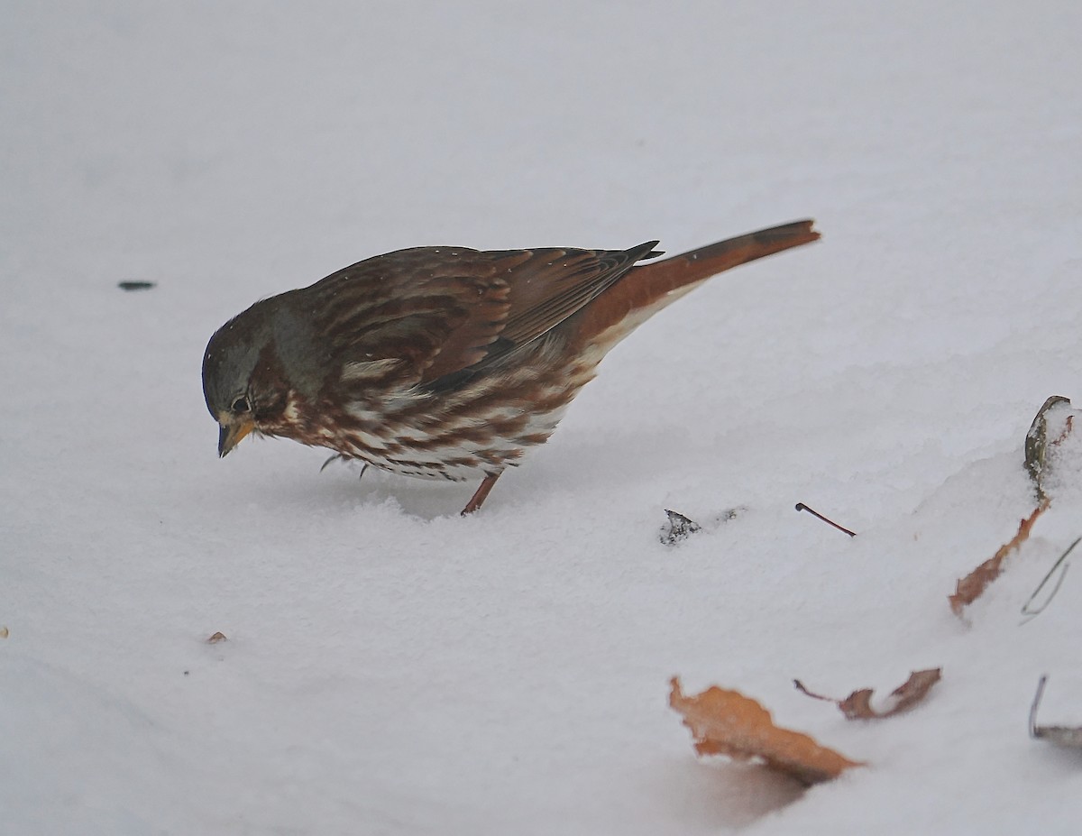 Fox Sparrow - ML645457170