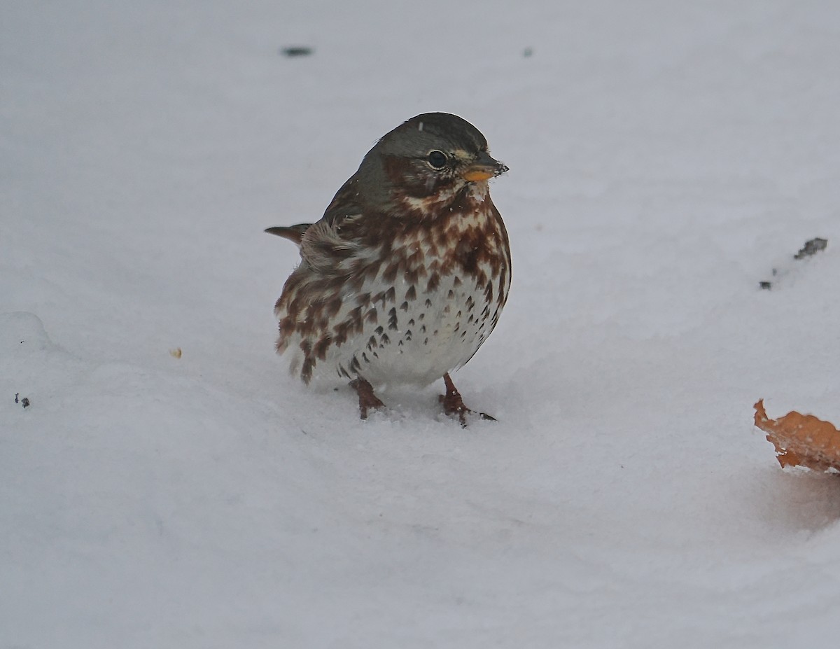 Fox Sparrow - ML645457171