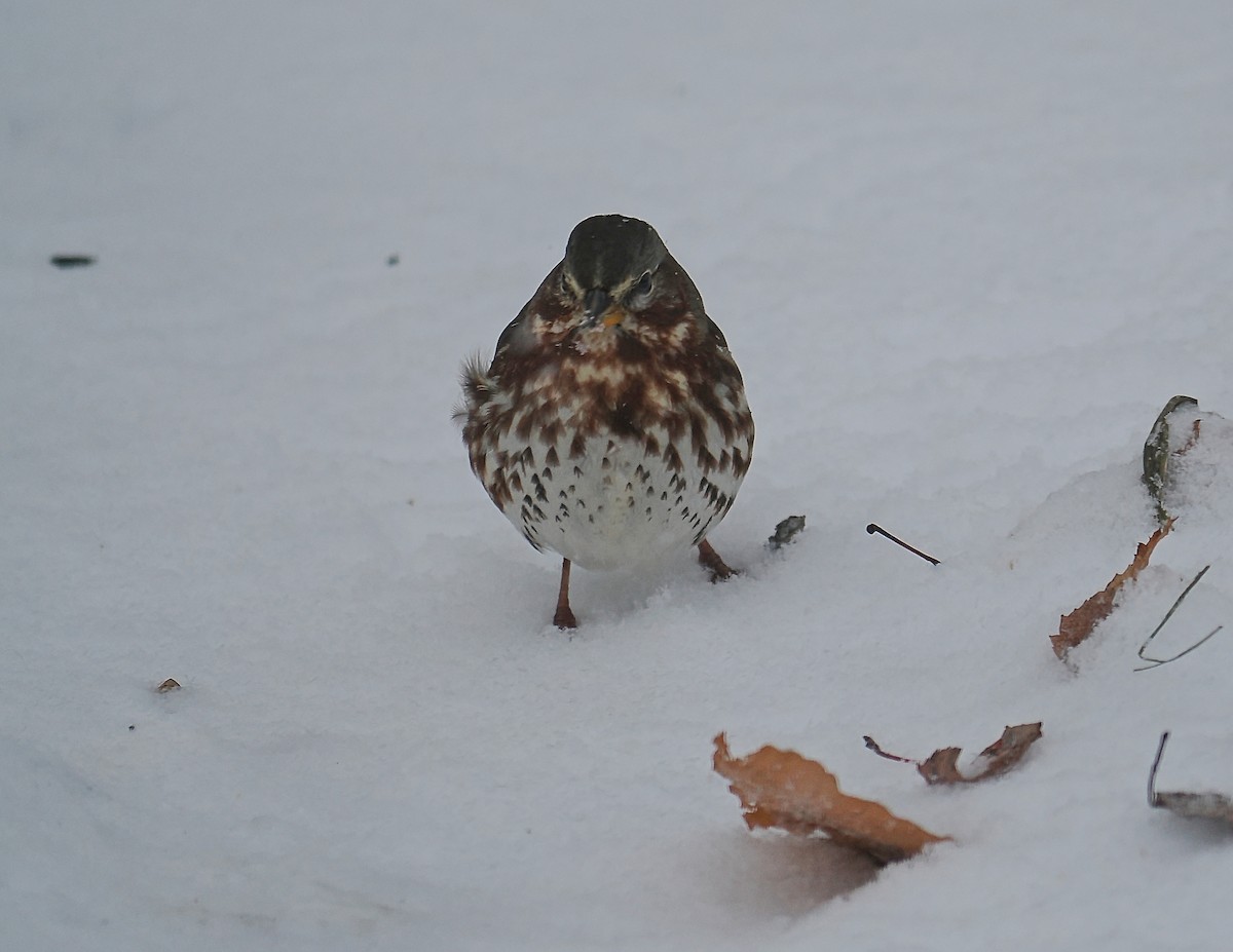 Fox Sparrow - ML645457172
