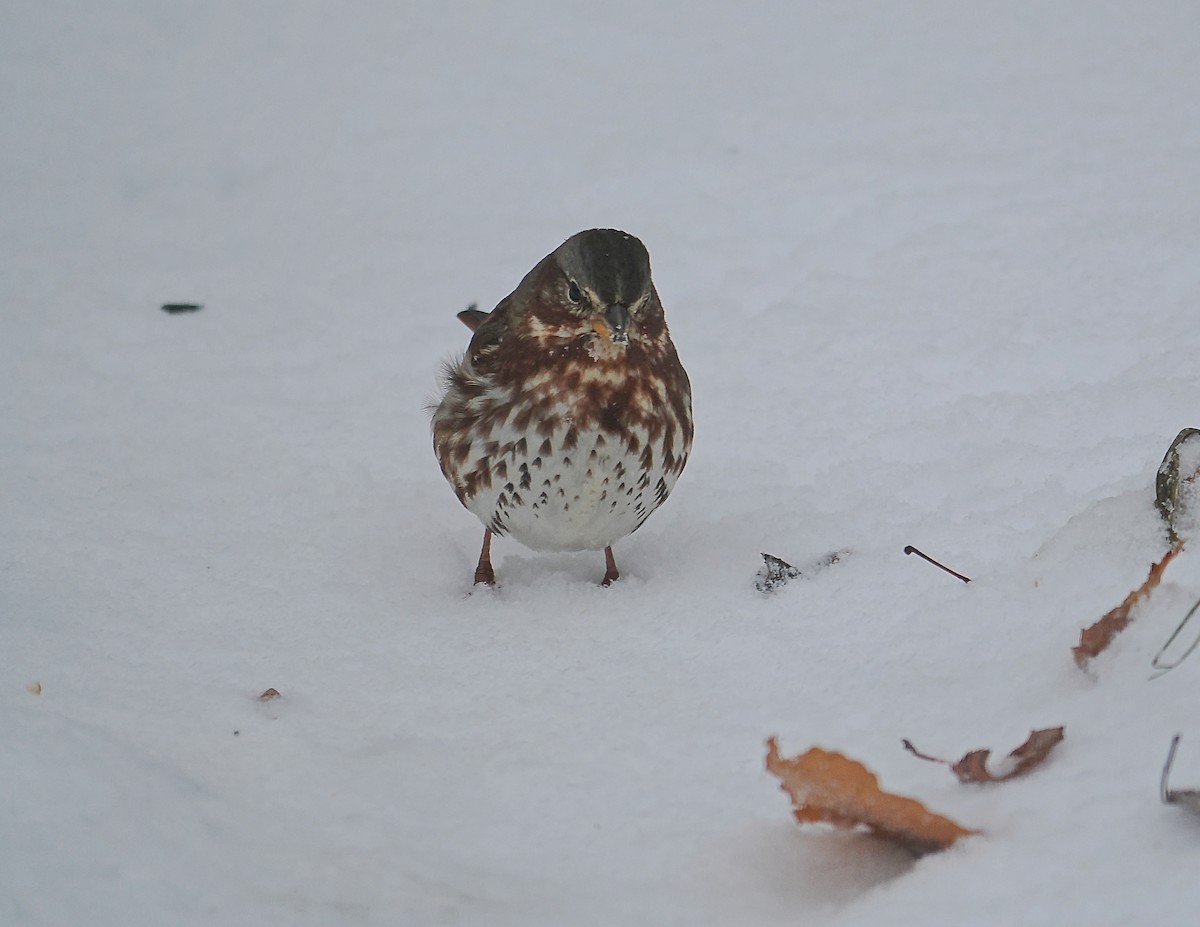Fox Sparrow - ML645457173