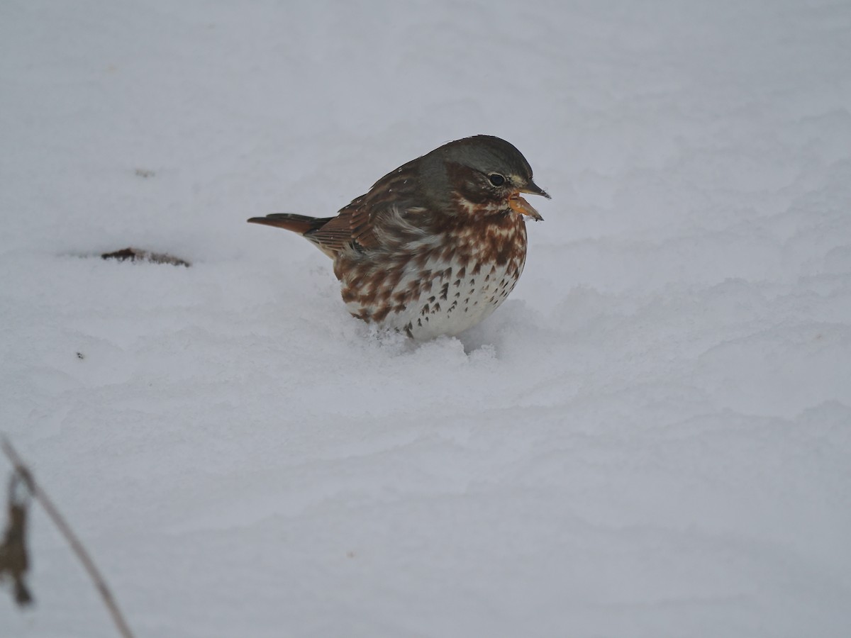 Fox Sparrow - ML645457174