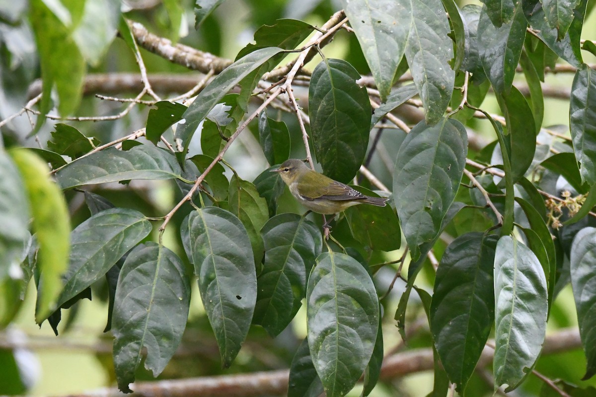 Tennessee Warbler - ML645457183