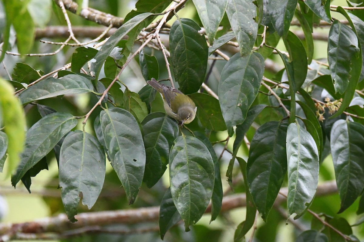 Tennessee Warbler - ML645457184