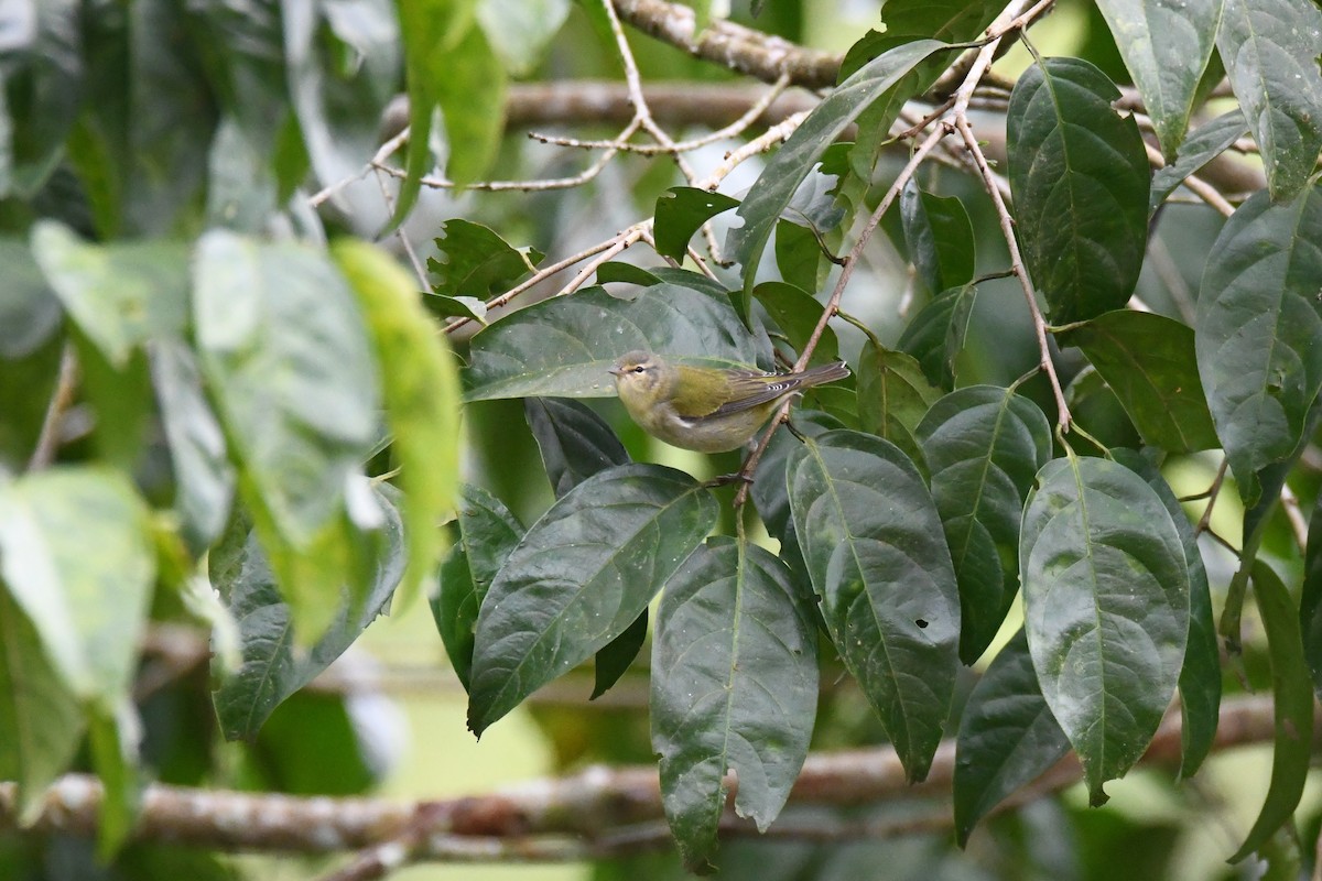 Tennessee Warbler - ML645457185
