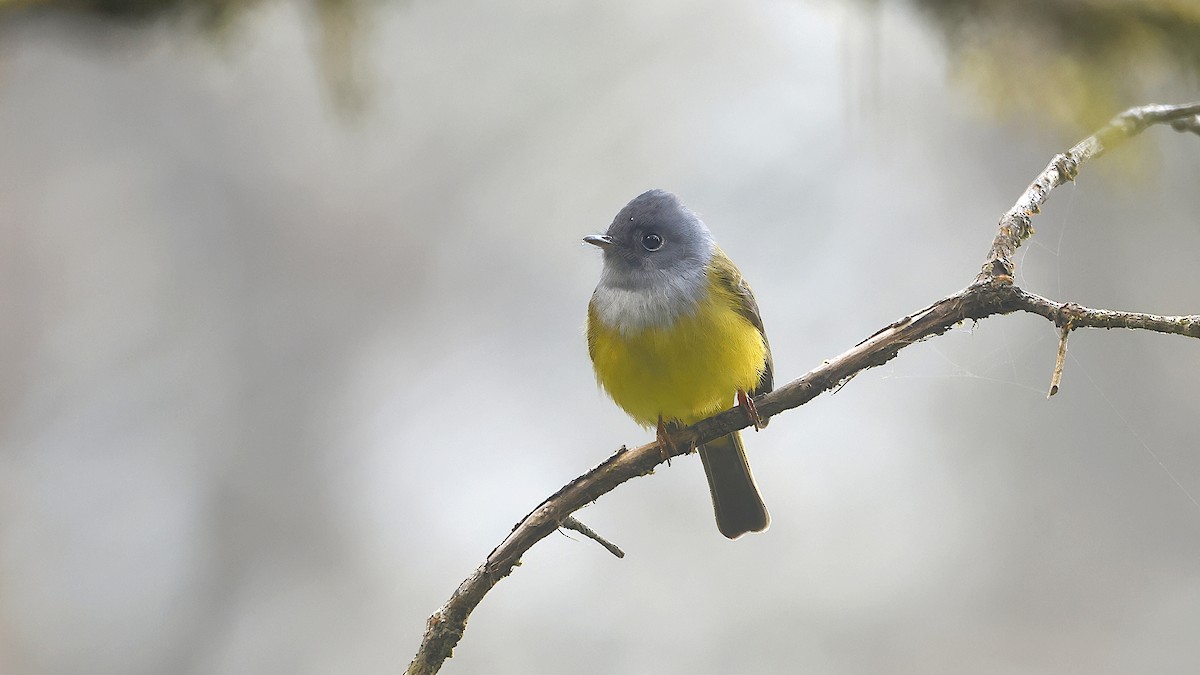 Gray-headed Canary-Flycatcher - ML645457186