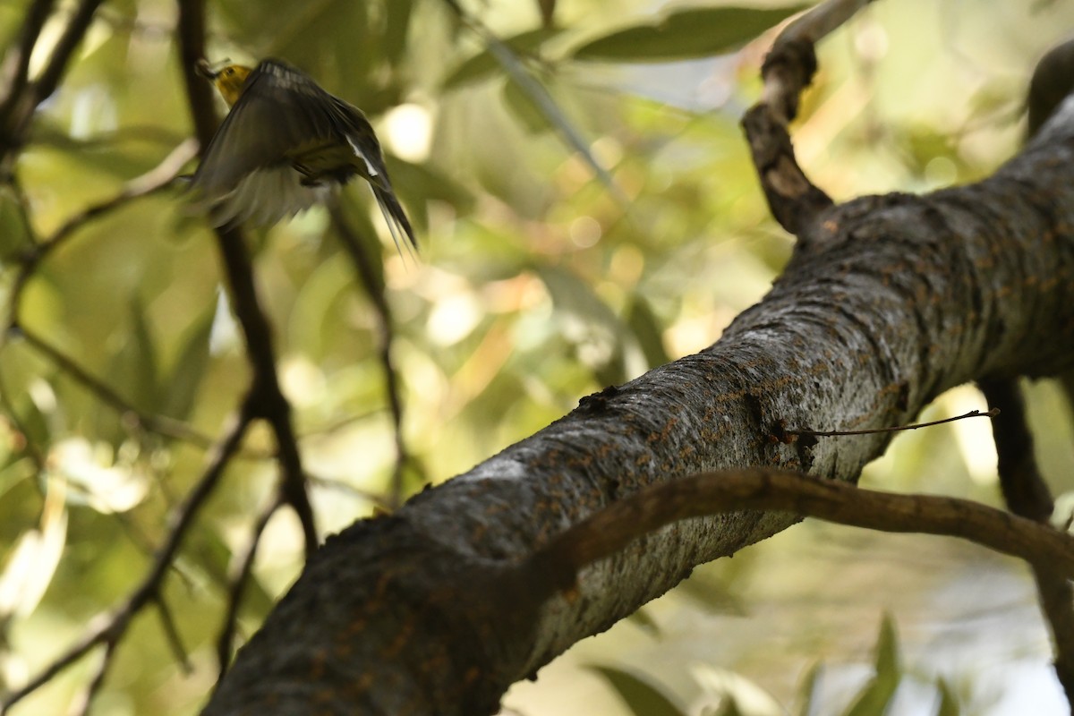Paruline à tête jaune - ML645457188