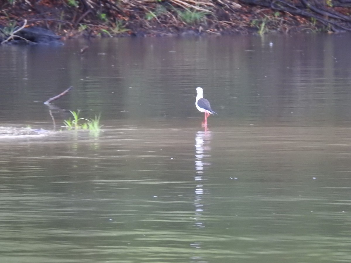 高蹺鴴 - ML645457192