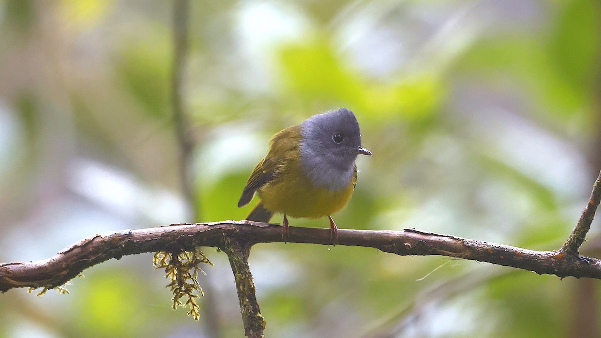 Gray-headed Canary-Flycatcher - ML645457194