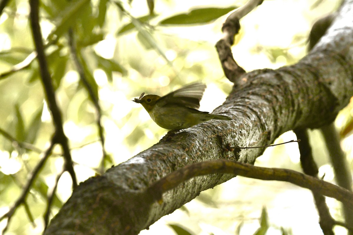 Paruline à tête jaune - ML645457198