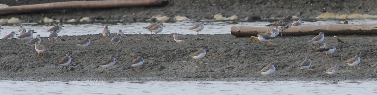 Terek Sandpiper - ML645457200