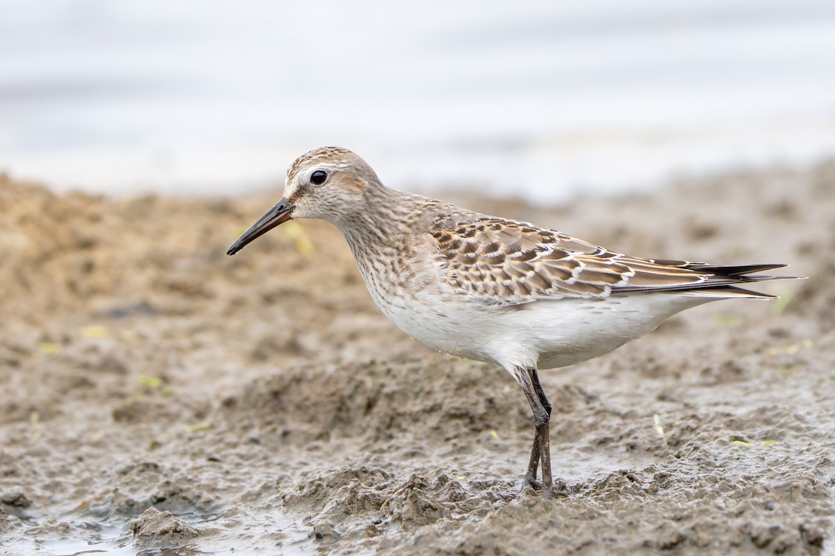 コシジロウズラシギ - ML645457201