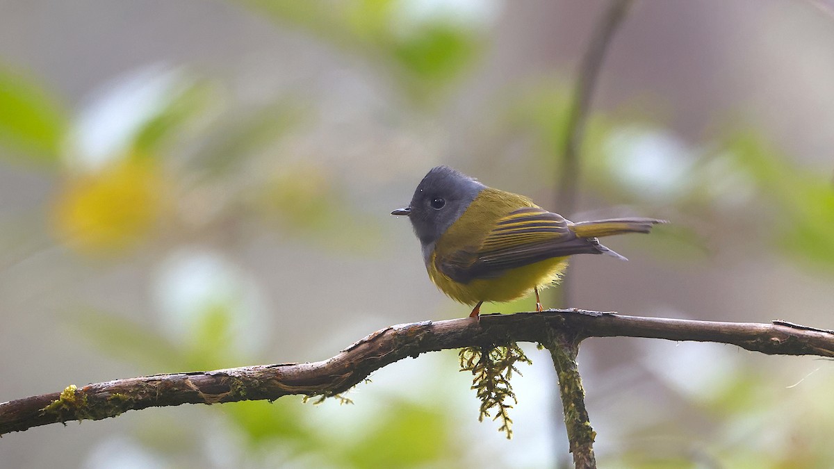 Gray-headed Canary-Flycatcher - ML645457203