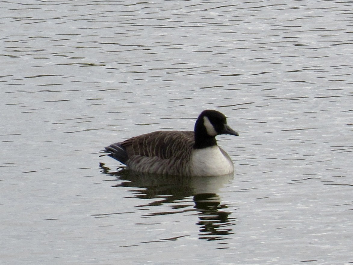 小加拿大雁 - ML645457216