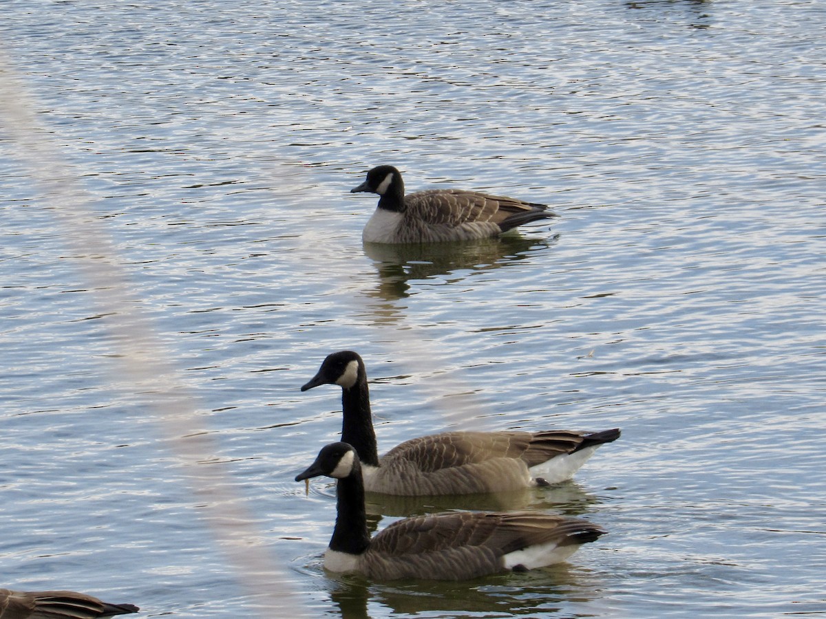 小加拿大雁 - ML645457218