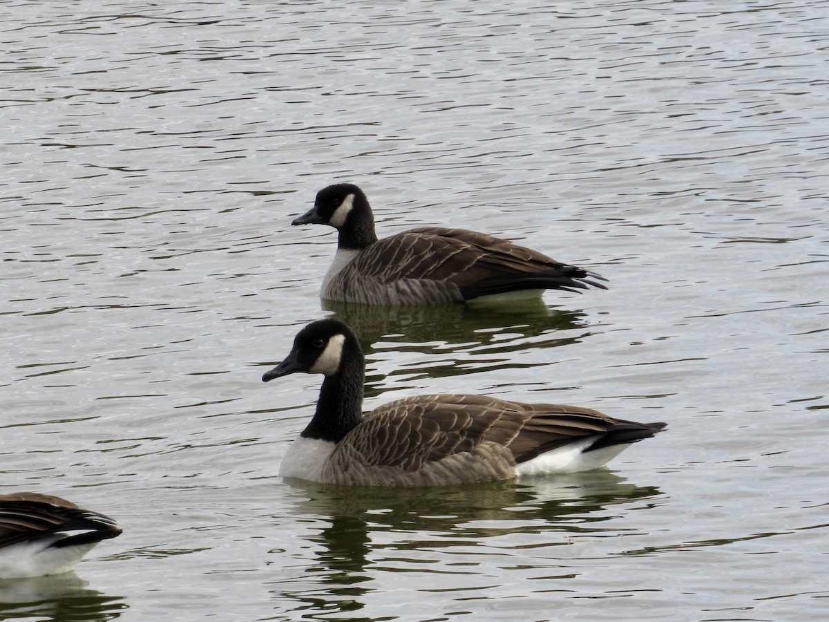 小加拿大雁 - ML645457219