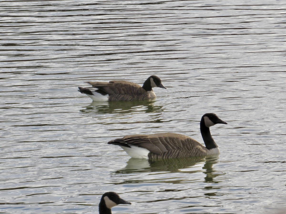 小加拿大雁 - ML645457220