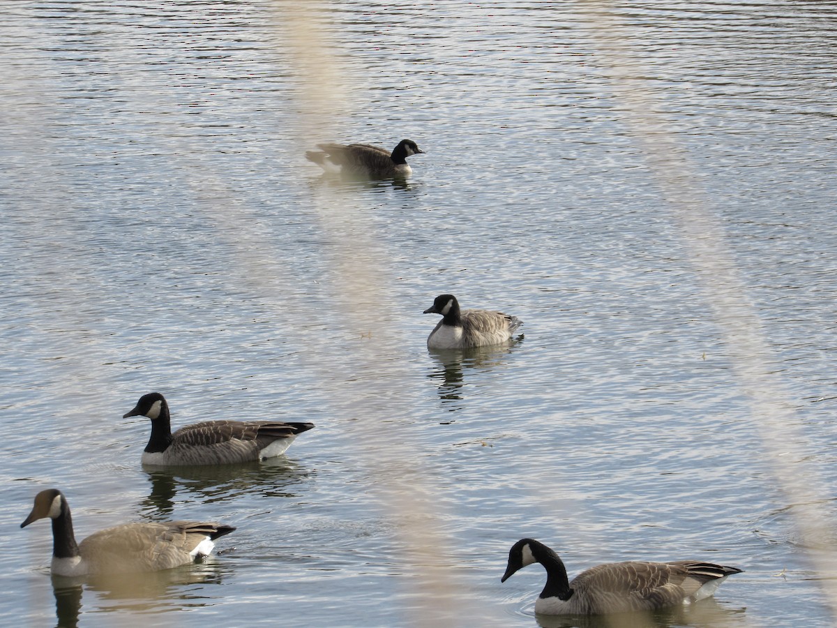 小加拿大雁 - ML645457224