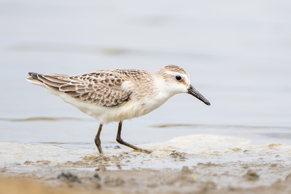 Semipalmated Sandpiper - ML645457226