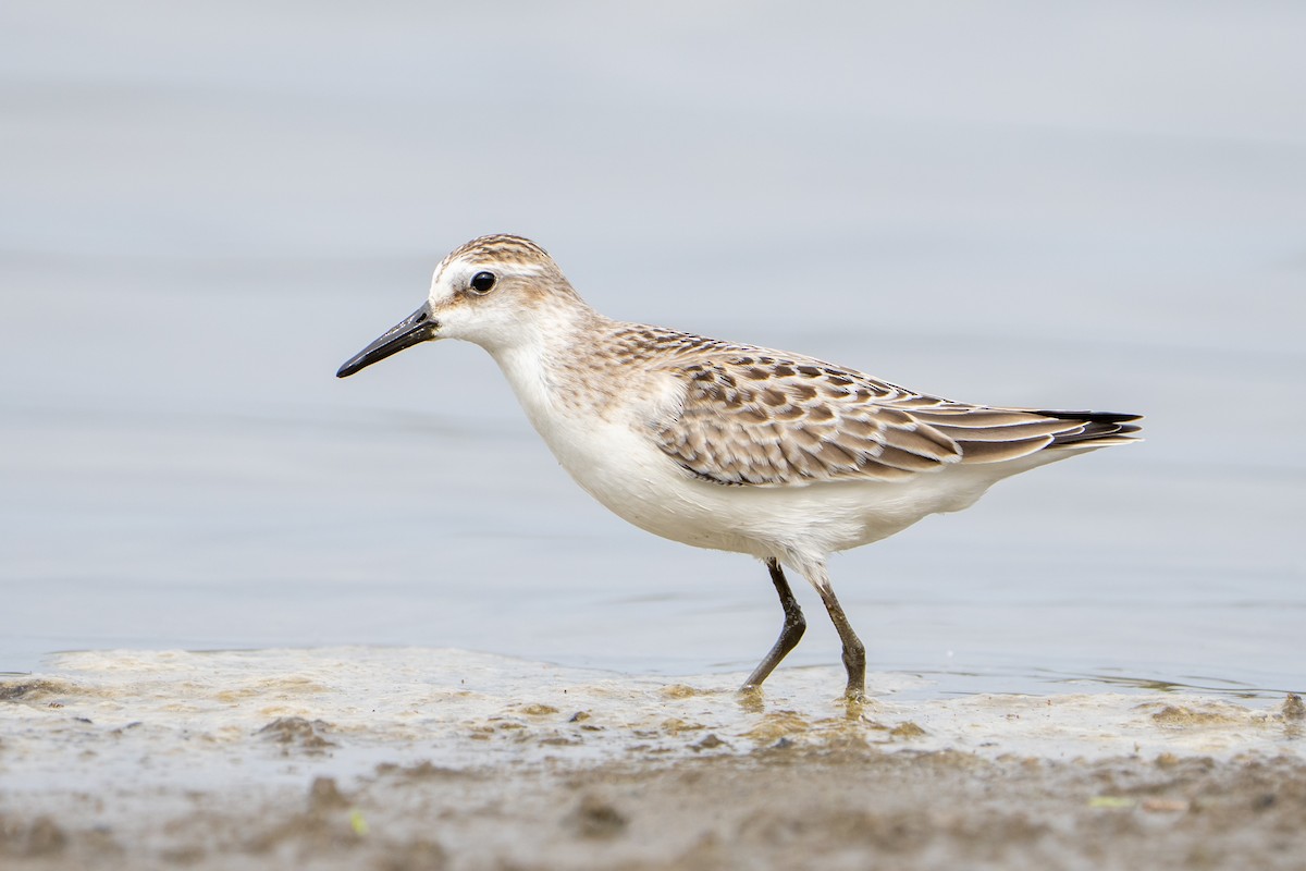 Semipalmated Sandpiper - ML645457227