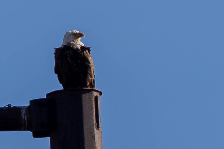 Bald Eagle - ML645457240