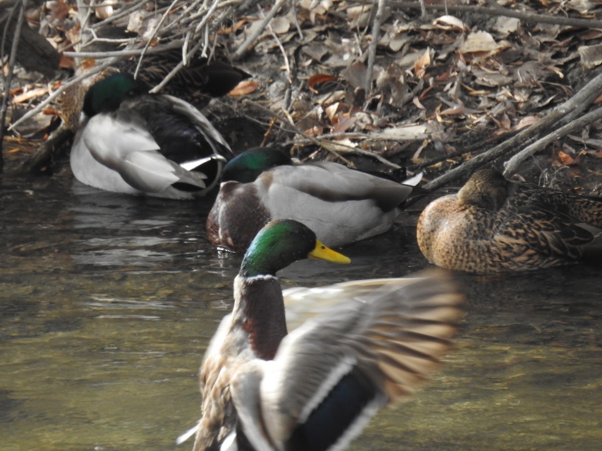 Mallard - ML645457243