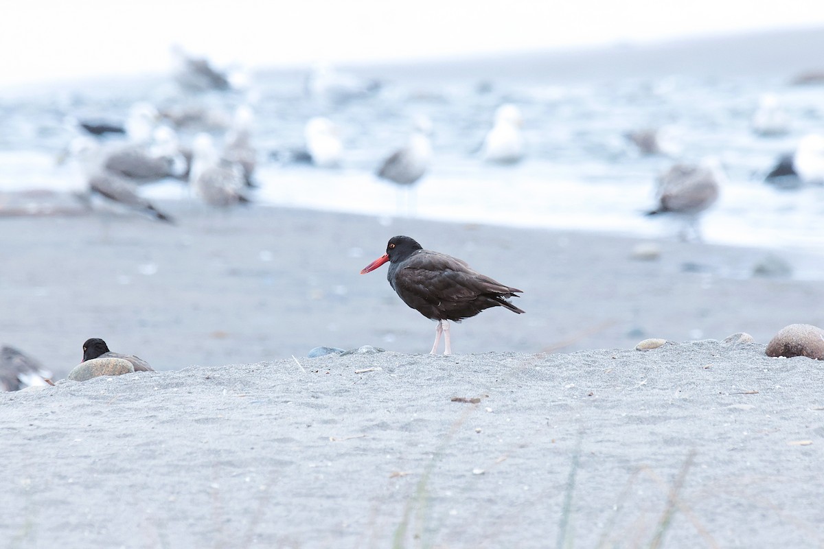 Blackish Oystercatcher - ML645457245