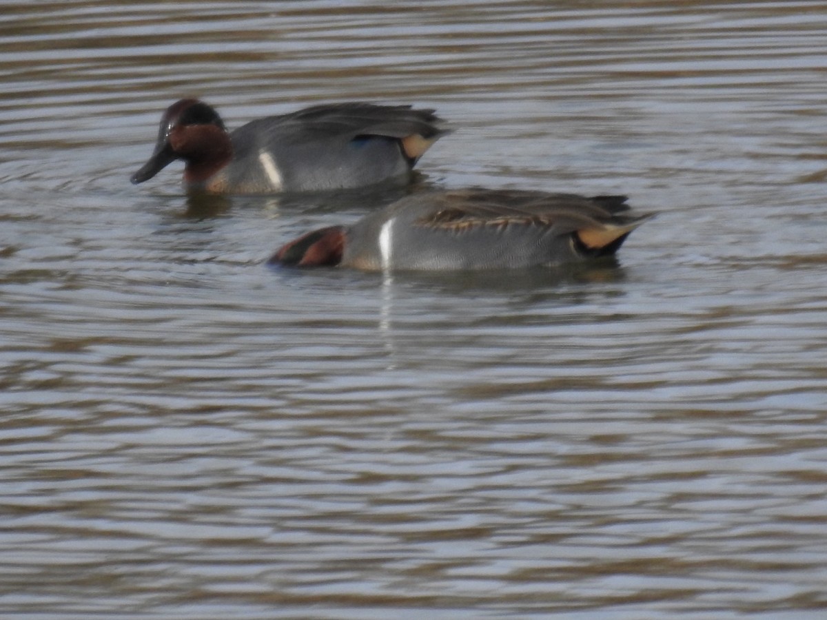 Green-winged Teal - ML645457249