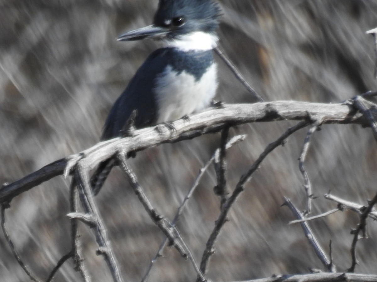 Belted Kingfisher - ML645457276