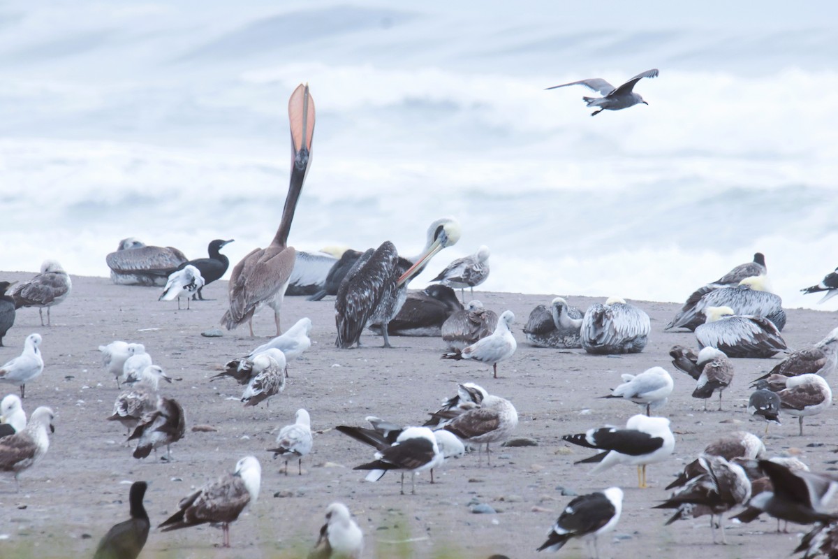 Peruvian Pelican - ML645457281