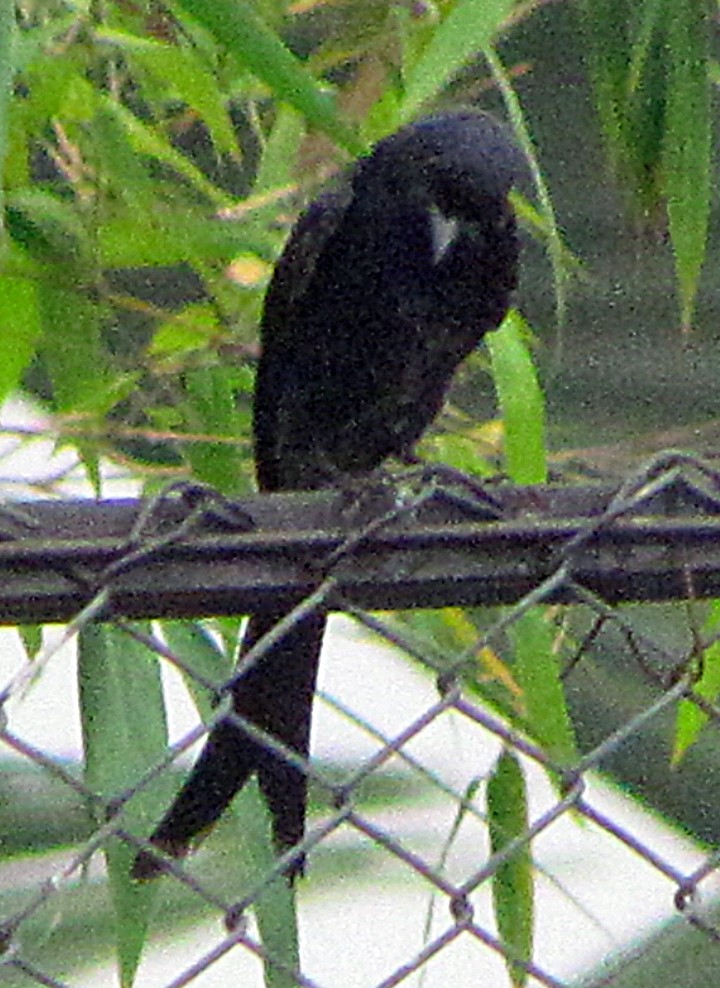 drongo černý - ML645457282