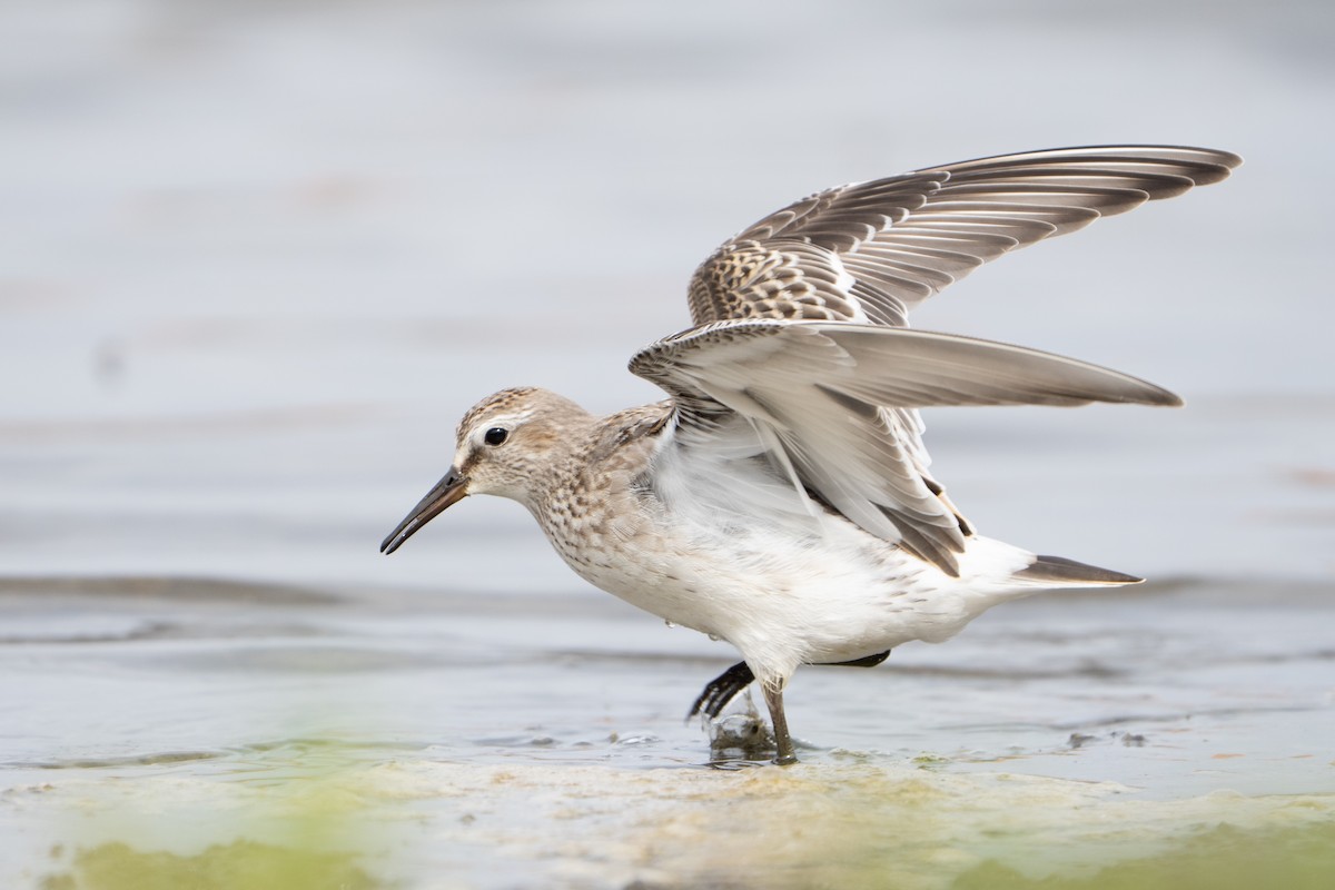 コシジロウズラシギ - ML645457290