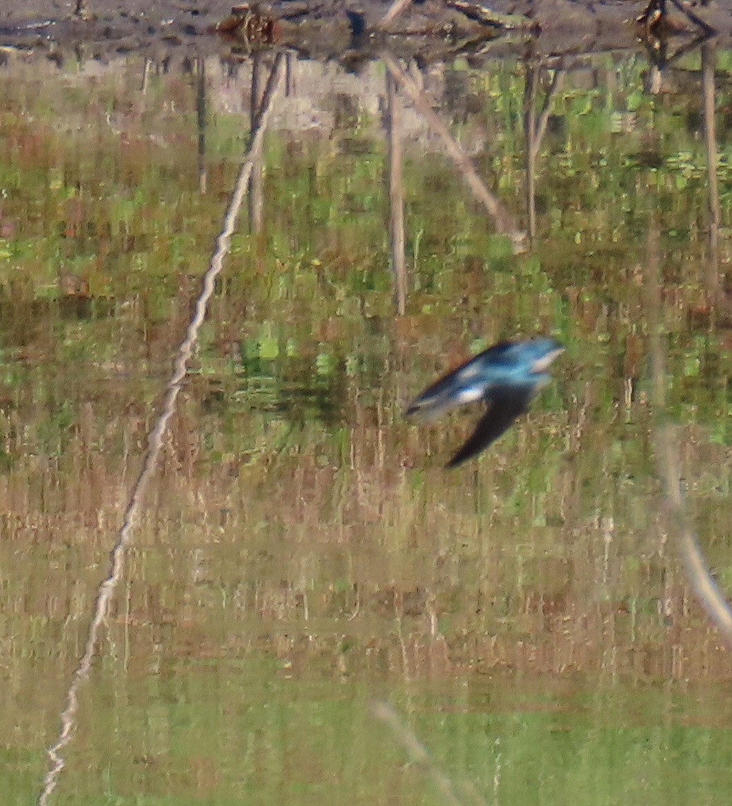 Tree Swallow - ML645457292