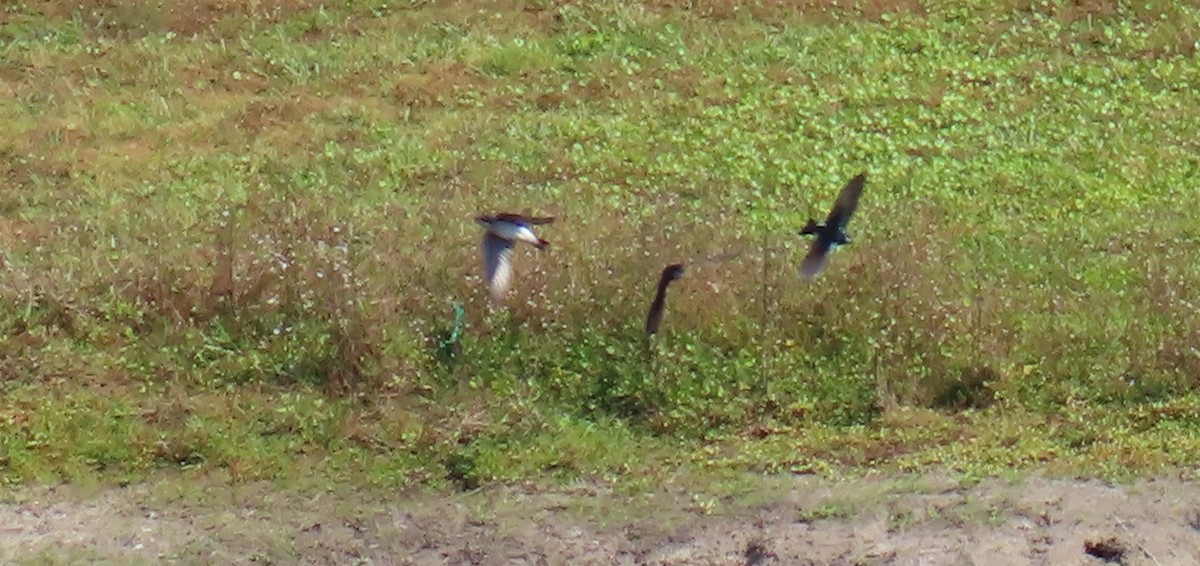 Tree Swallow - ML645457293