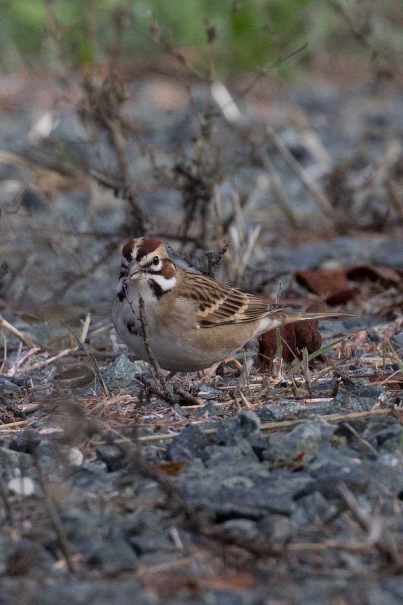 Lark Sparrow - ML645457305