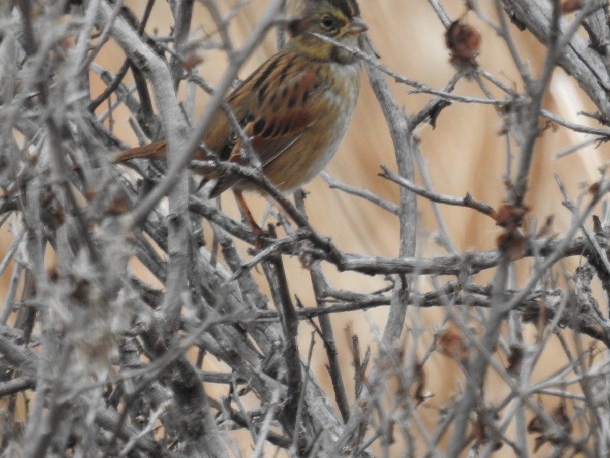 Swamp Sparrow - ML645457311