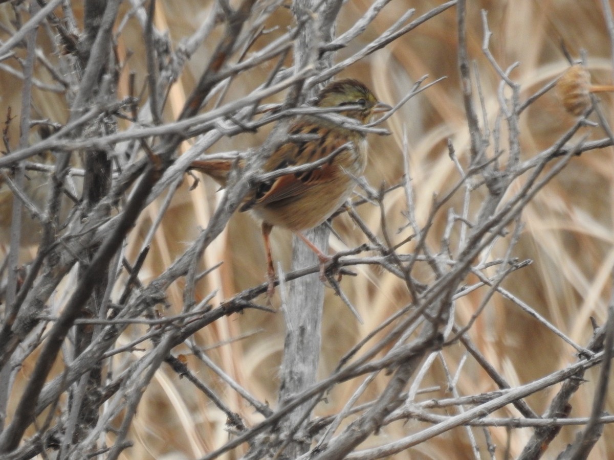 Swamp Sparrow - ML645457312