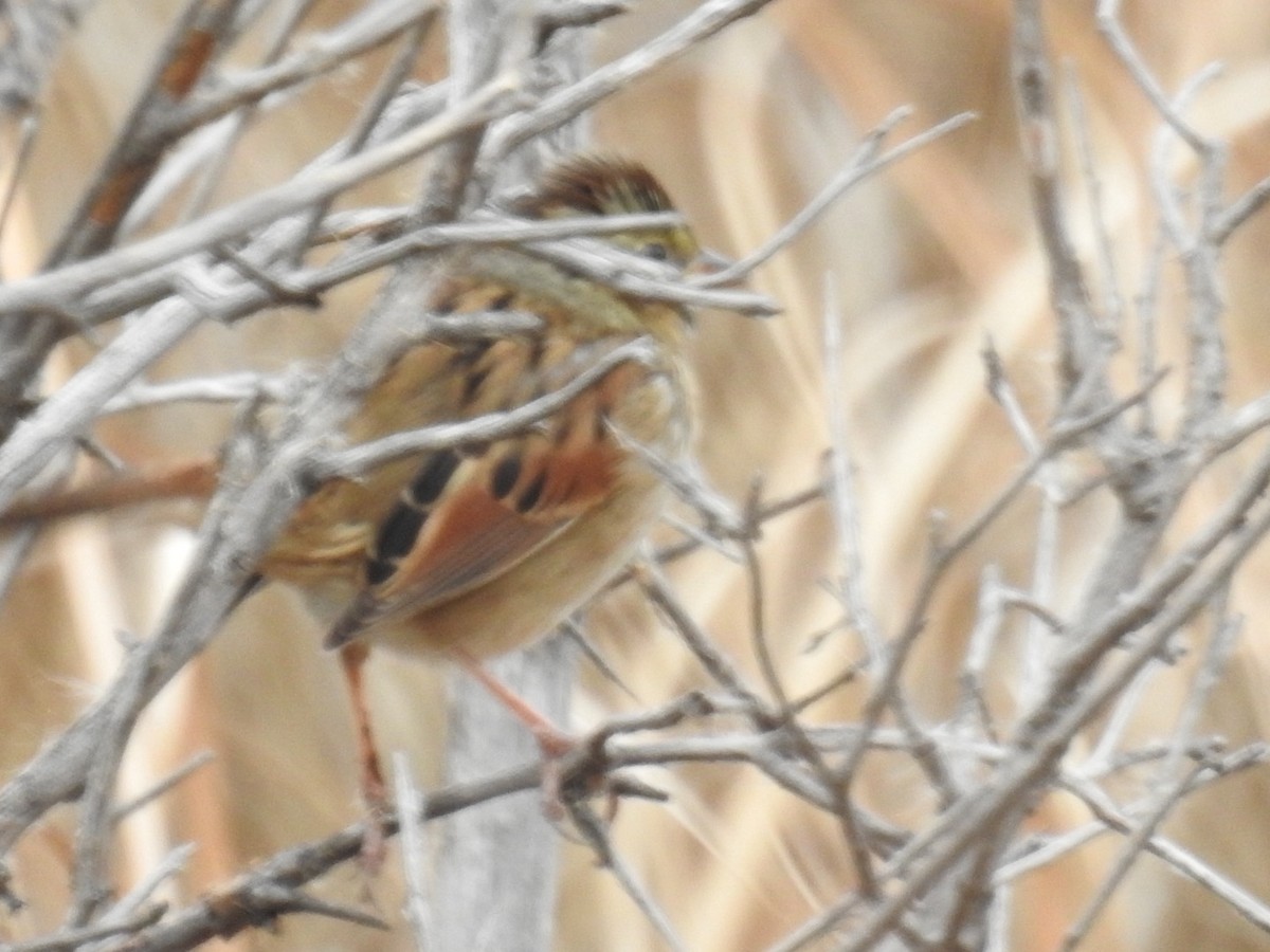 Swamp Sparrow - ML645457313