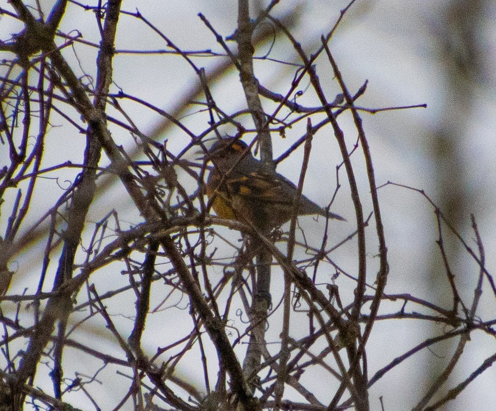 Halsbanddrossel - ML645457314