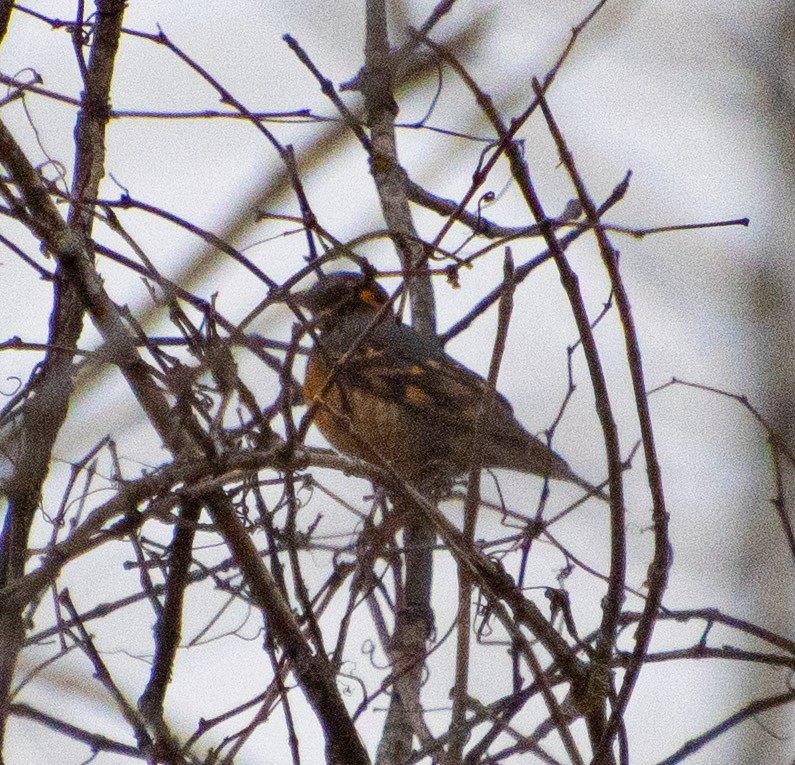 Halsbanddrossel - ML645457315