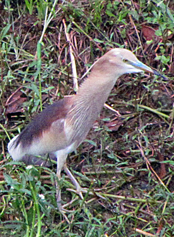 Indian Pond-Heron - ML645457317