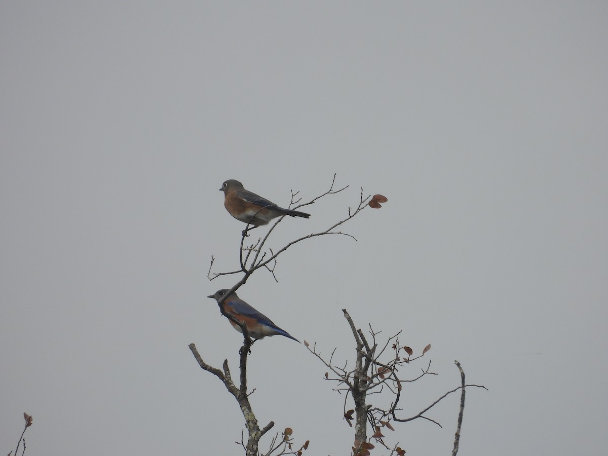 Eastern Bluebird - ML645457329