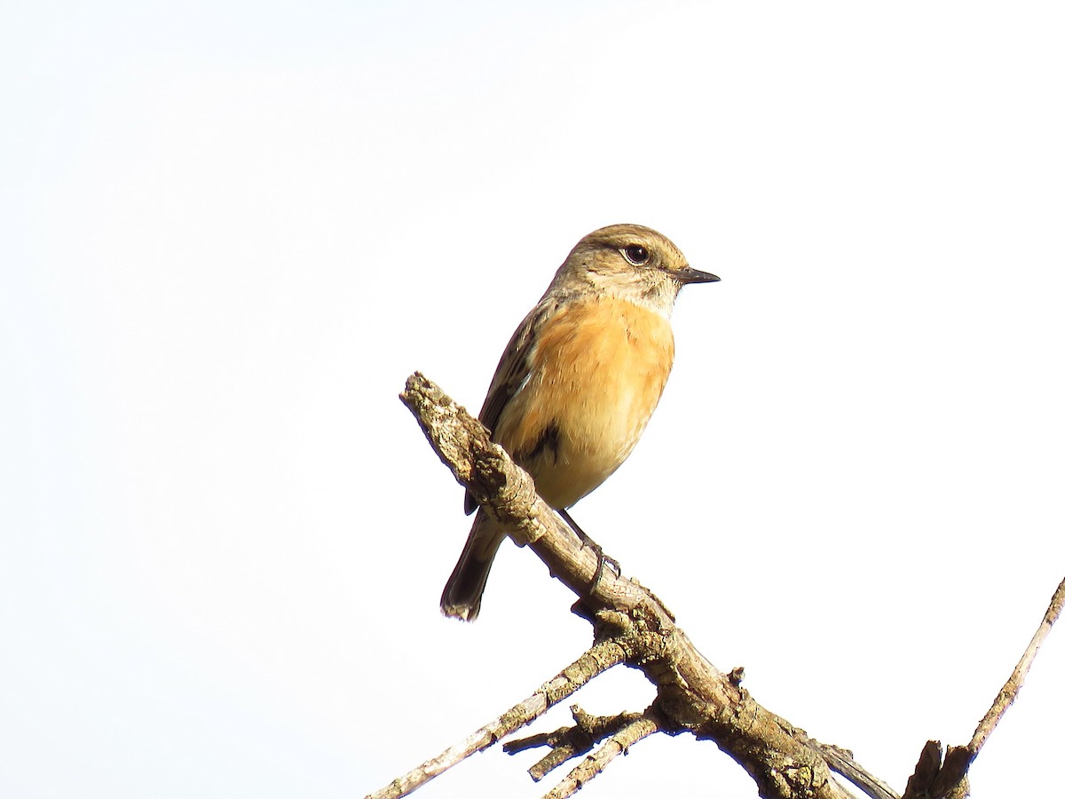 European Stonechat - ML645457330