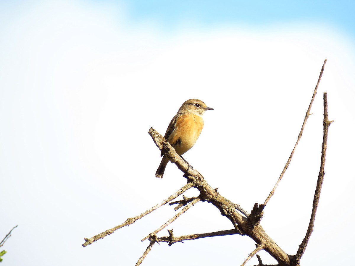 European Stonechat - ML645457331