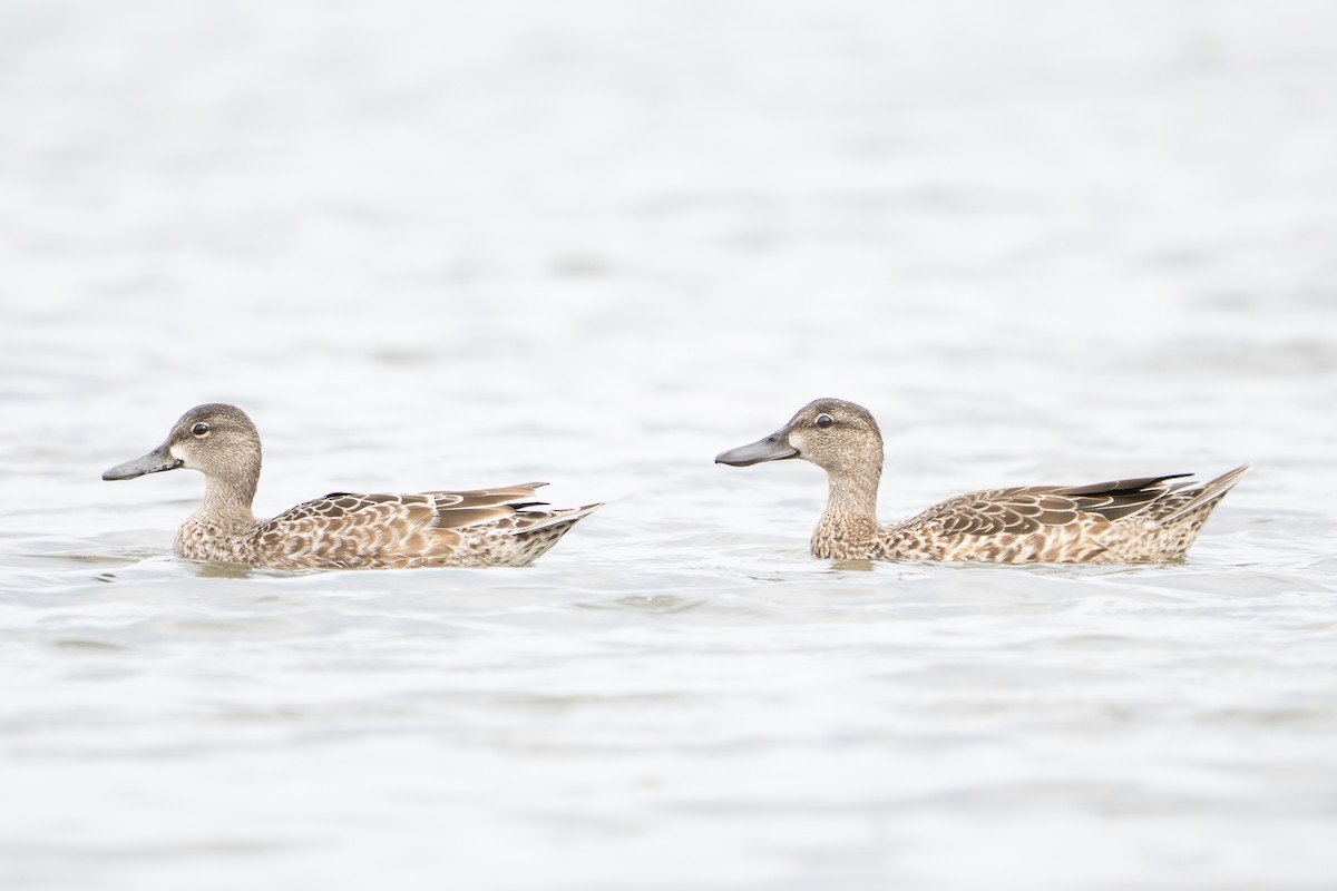 Blue-winged Teal - ML645457337