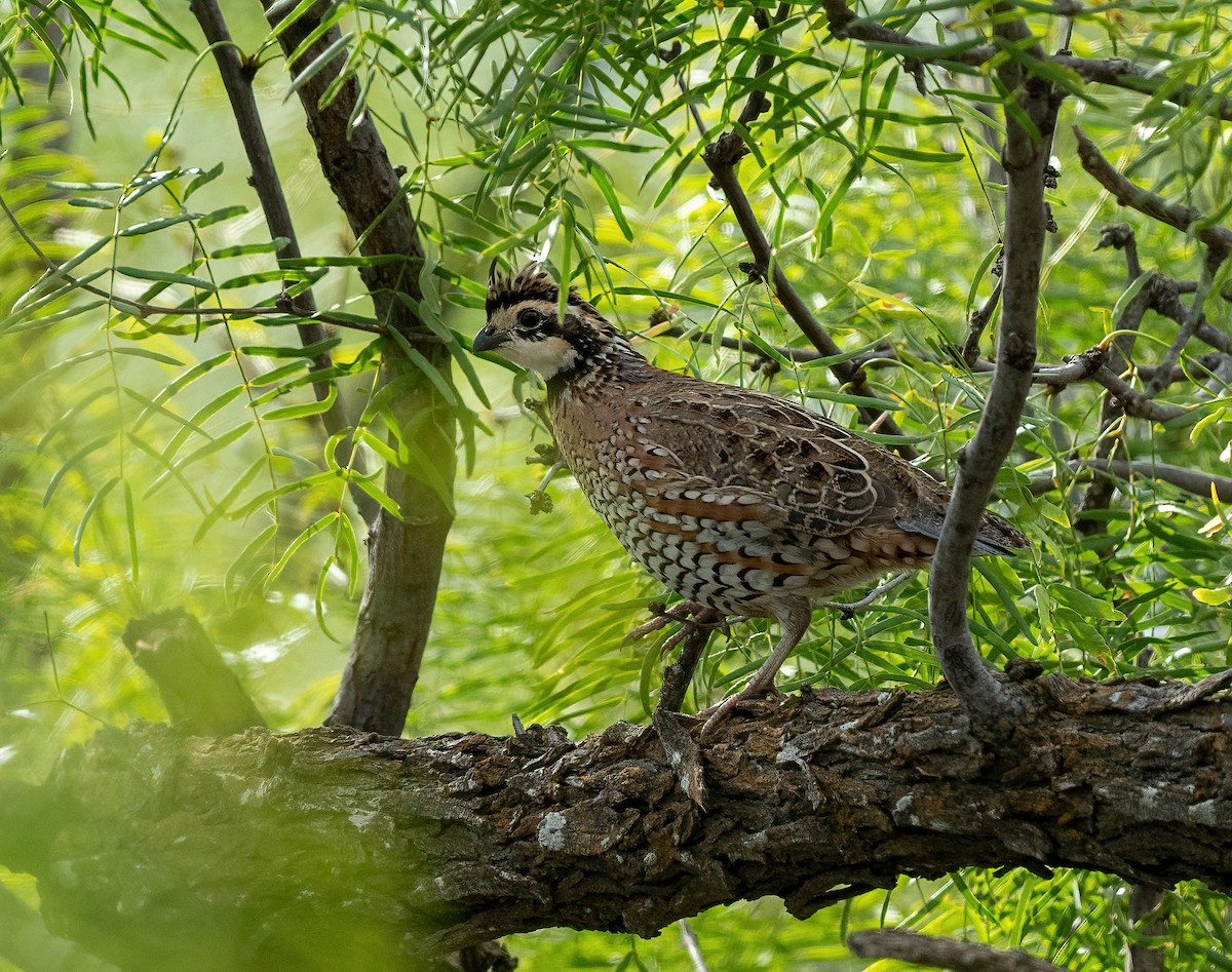 Virginiawachtel - ML645457338