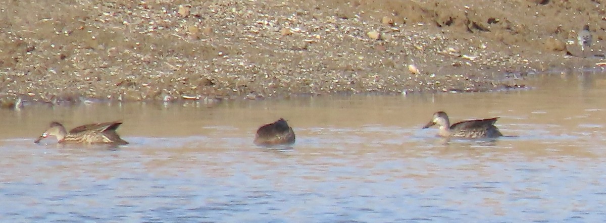 Marbled Duck - ML645457339